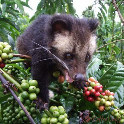 Pengenalan Kopi Luwak Liar Images